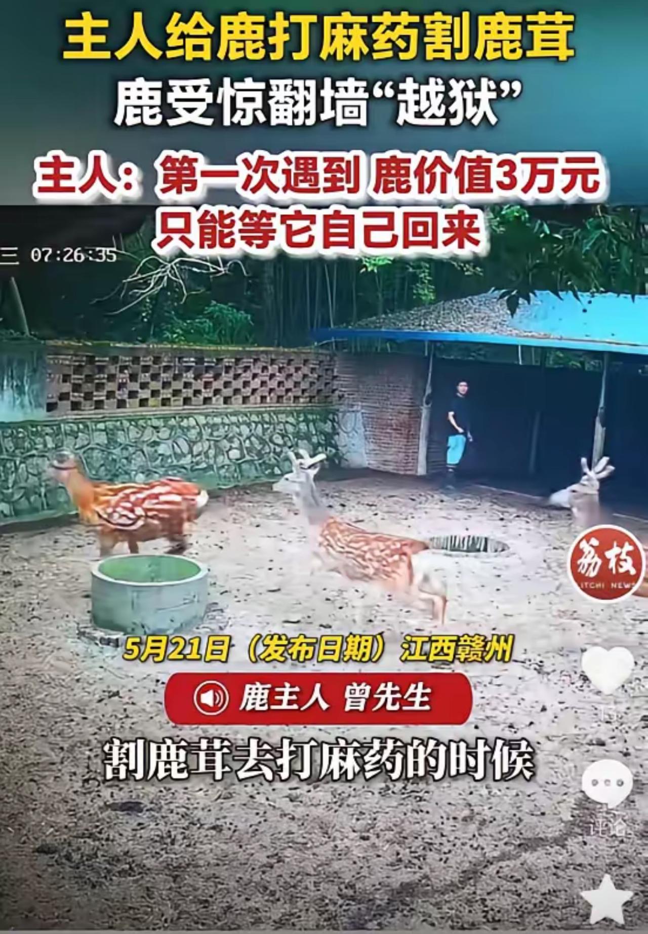 全网笑翻！3万梅花鹿怕疼连夜越狱，扛着鹿茸翻墙出逃，主人无奈苦等归巢

5月21