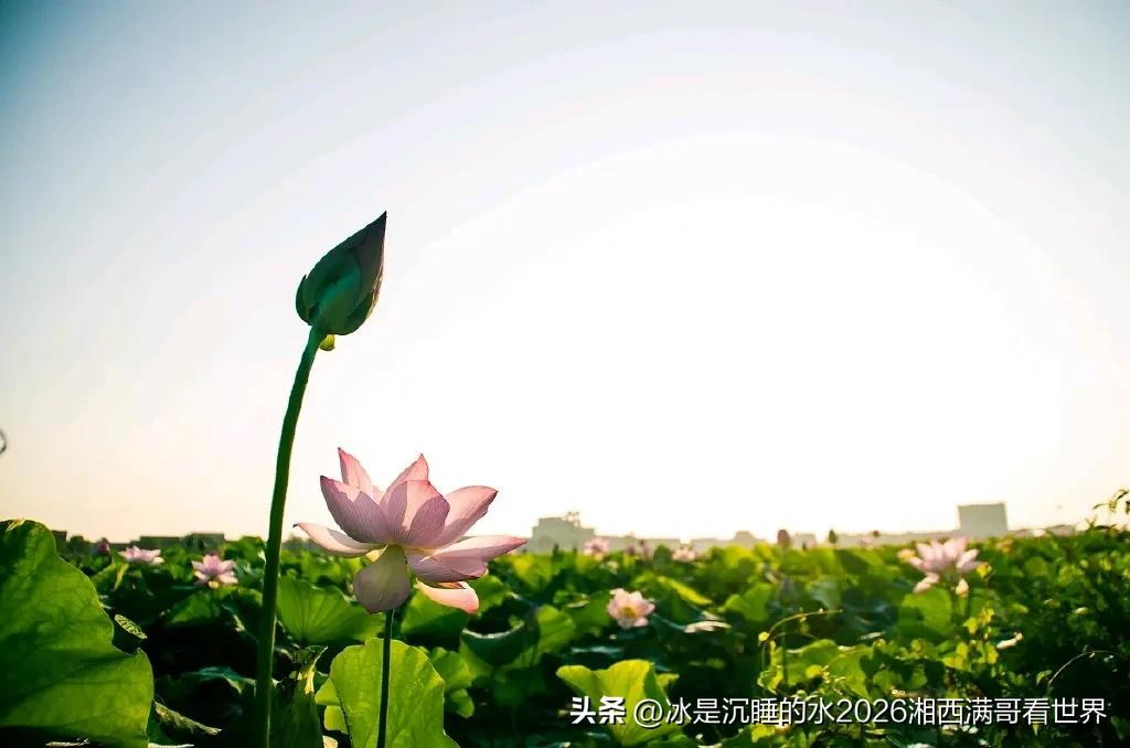 又是赏荷花的季节，半亩荷塘可以让人心旷神怡、流连忘返。