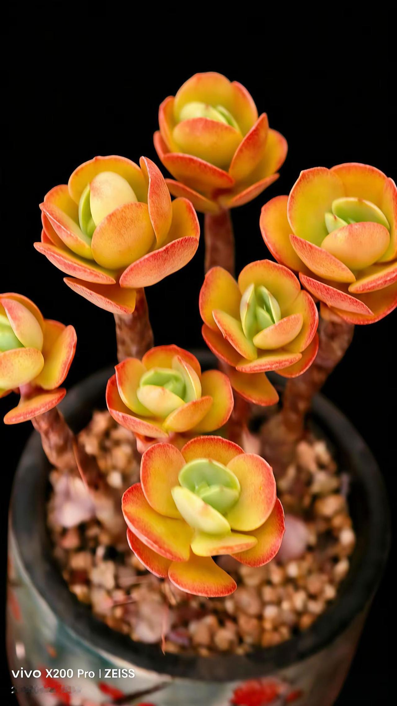 颜值担当。看着它就觉得心里暖暖的。碧桃 治愈系