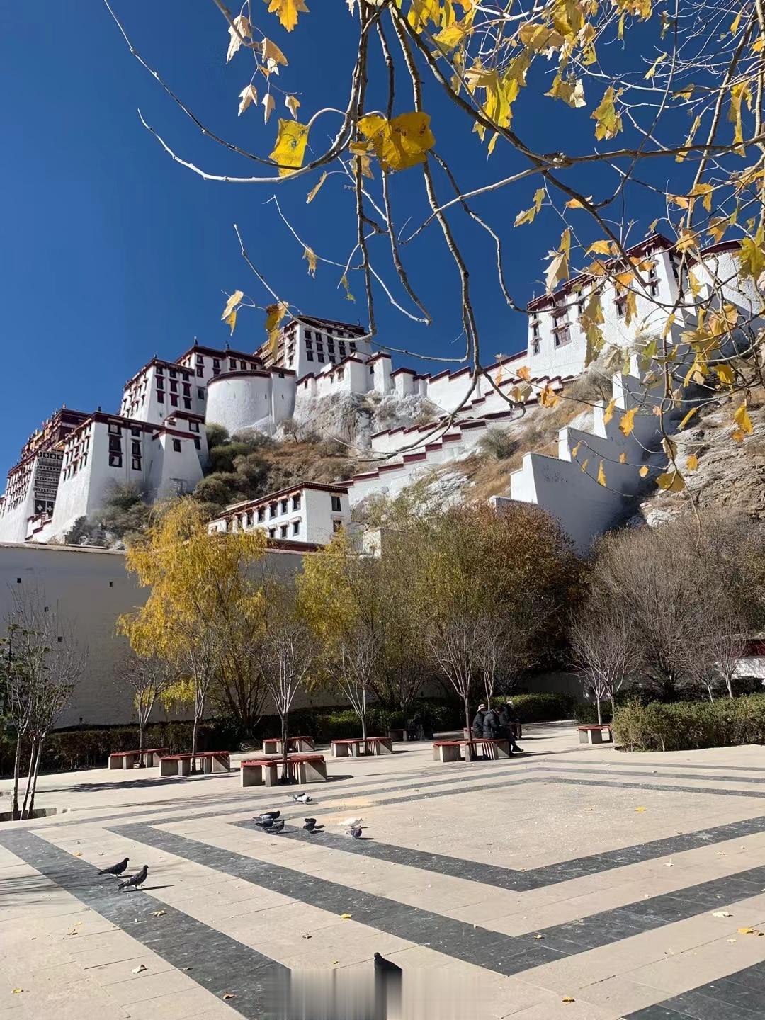 #西藏旅行#秋日暖阳，去布达拉宫晒太阳吗？[羞嗒嗒] ​​​