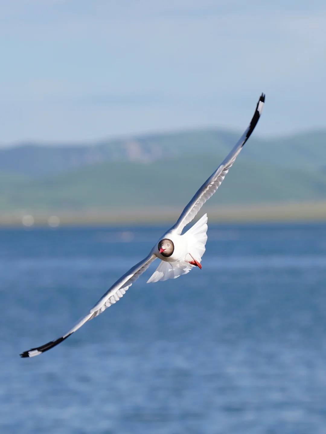 尕海湖，看红嘴鸥翱翔于湖面上