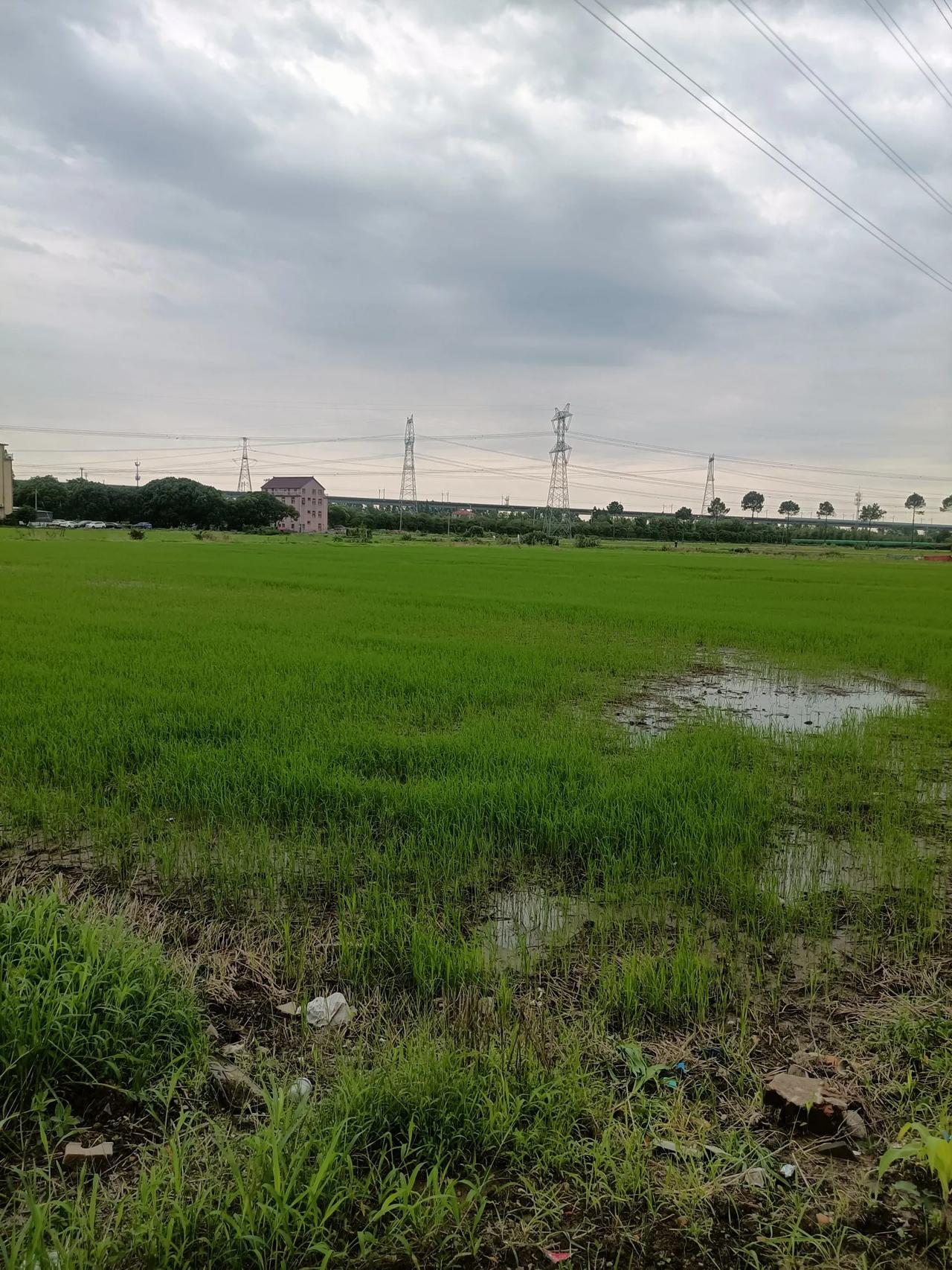 #记录夏日生活点滴#稻苗