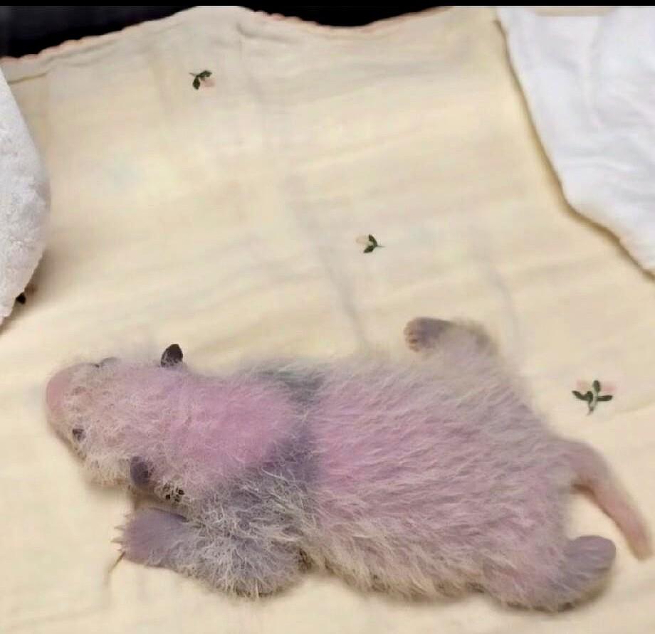 官方实锤！旅韩大熊猫华妮第三胎幼崽真的“上色”了。
这三胎妈妈华妮当妈是真稳当，
