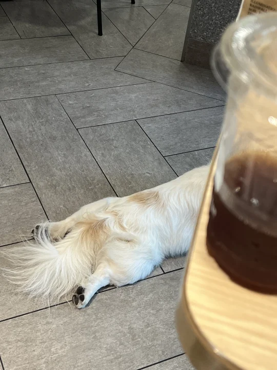 那些奇奇怪怪的拍小狗视角