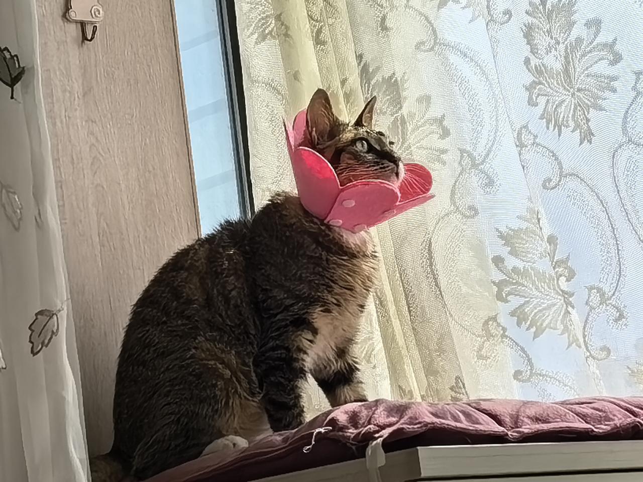 阿狸这个小姑娘最近生病了，头部长了几块猫癣，已经一周多了，天天还得戴着太阳花，不