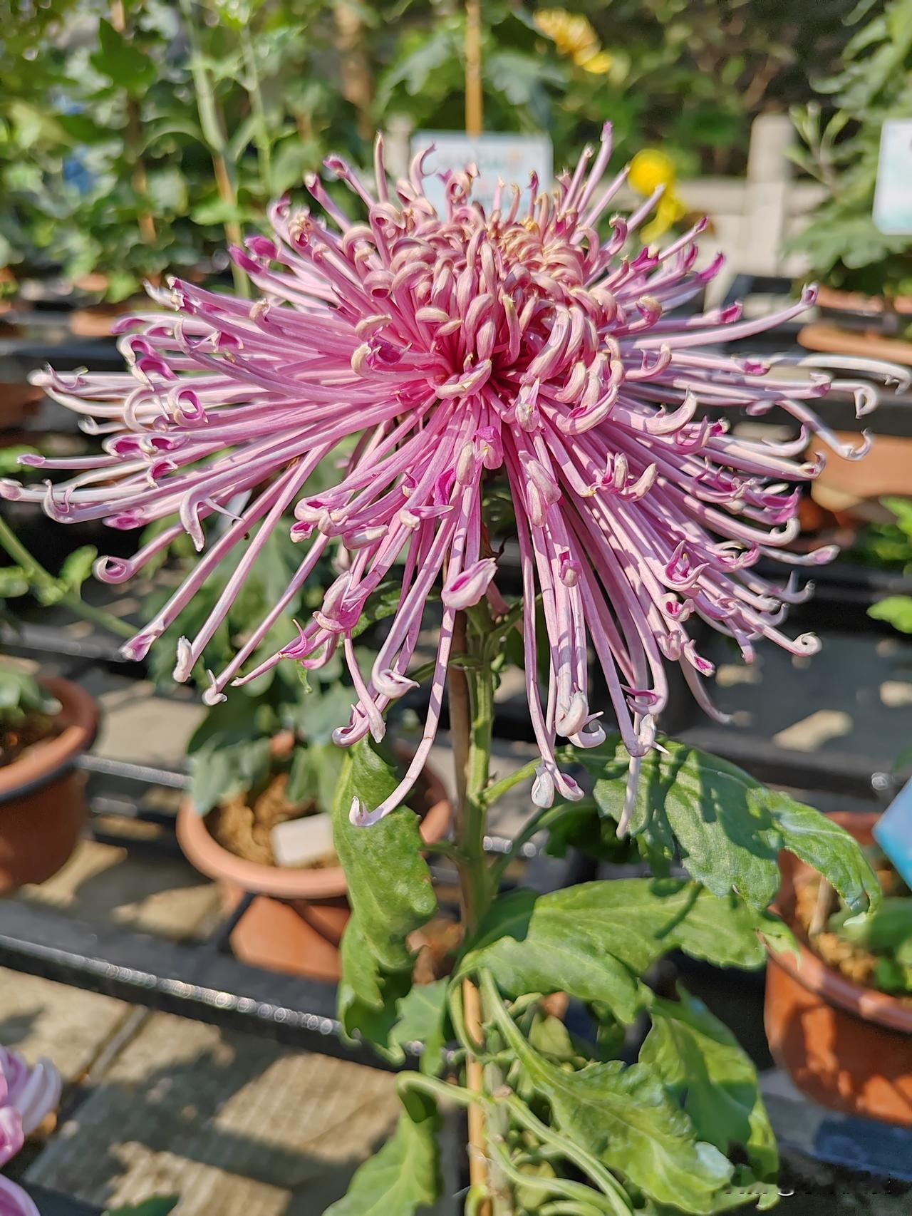 阳光斜照，那丛粉红的蟹爪菊便醒了。花瓣细长蜷曲，果真如千万个纤巧的蟹爪，在光里微