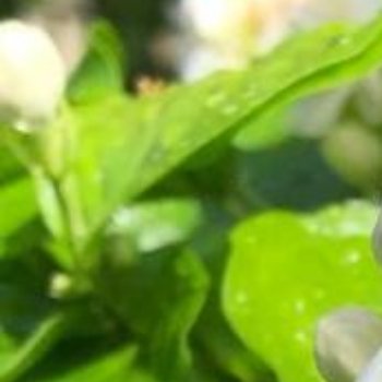 茉莉种植方法 土壤：选疏松肥沃、排水好的微酸性土壤（可混合腐叶土、园土、河沙）。