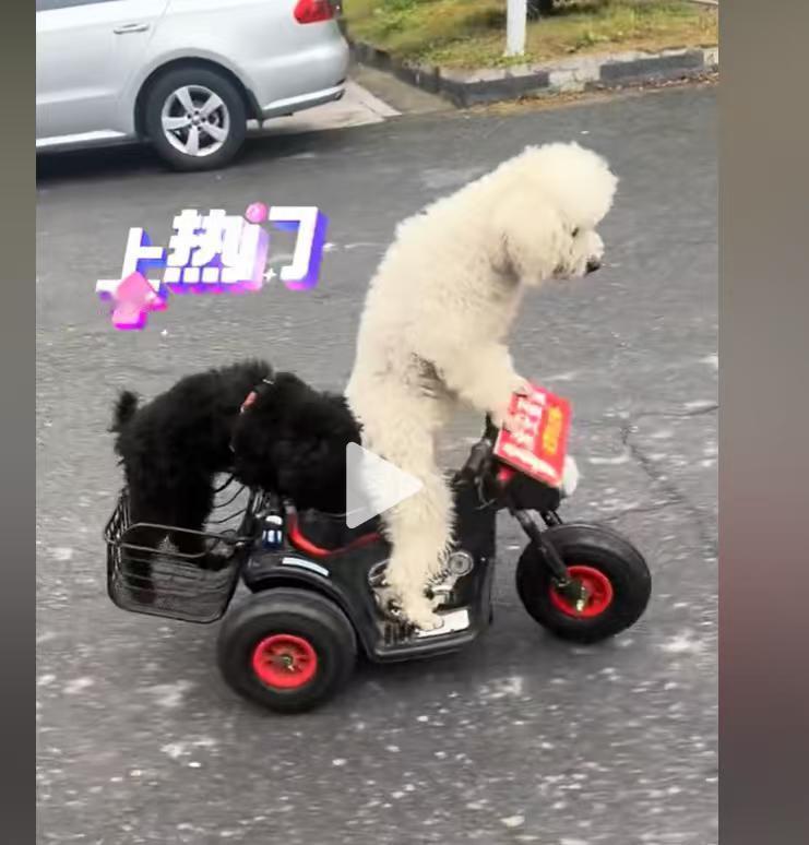 骑行的风终于还是吹到了宠物界[抓狂][抓狂]