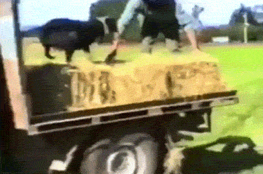 这狗能处，是个好狗