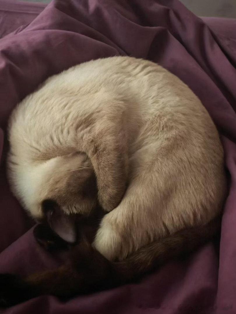 4267只黑脸一只猫贝果🥯 
