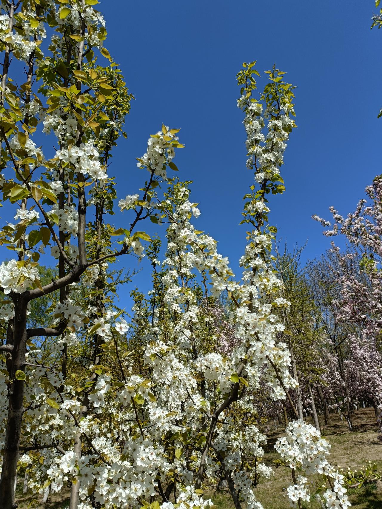 春日的美景到处都是，不用老远的去外地，北京的每一个公园，每一条街道，每个小区到处