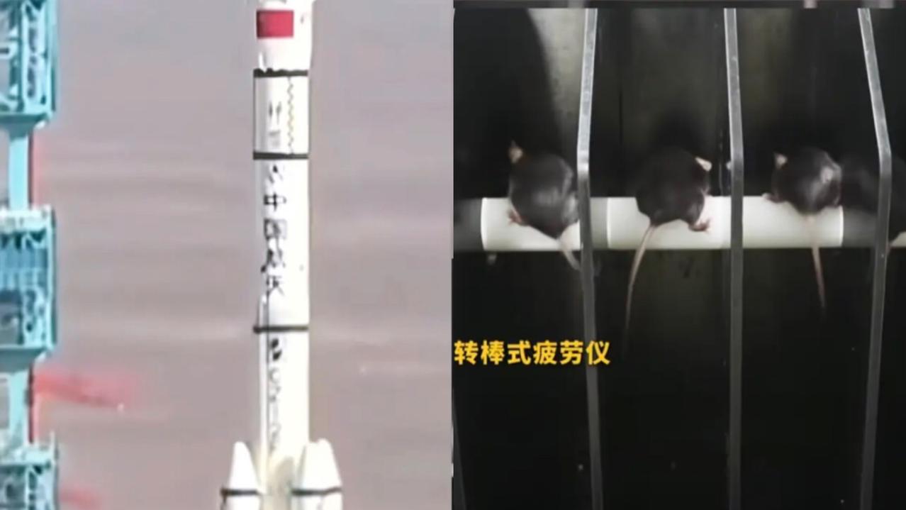 这下彻底火出圈！
中国空间站不仅迎来三名航天员，
还有
四只“天选鼠”惊艳亮相，