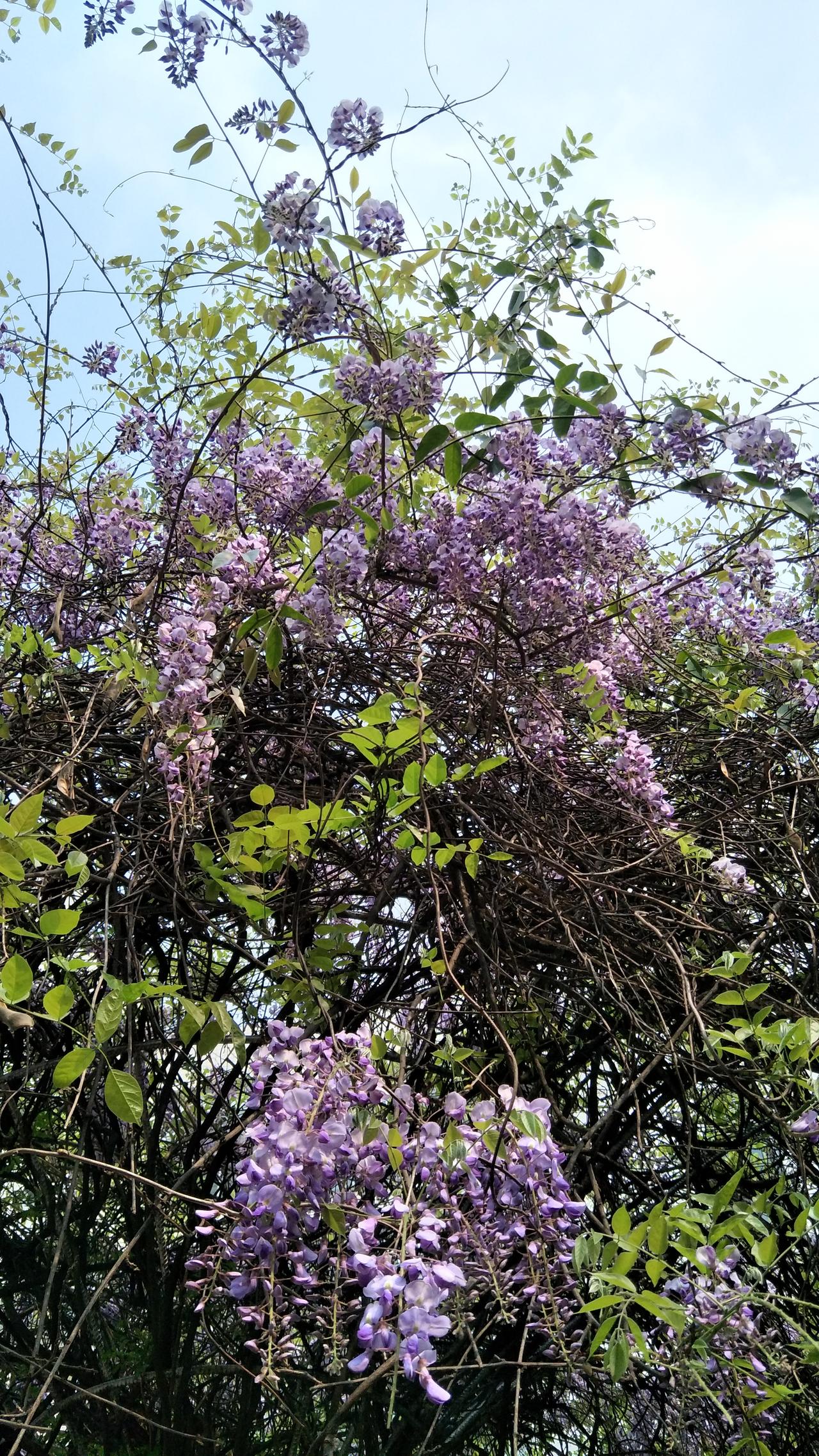 一花一景，一诗一境。

紫藤花，是春天的精灵，开在人间最美的四月天。她有着柔和的
