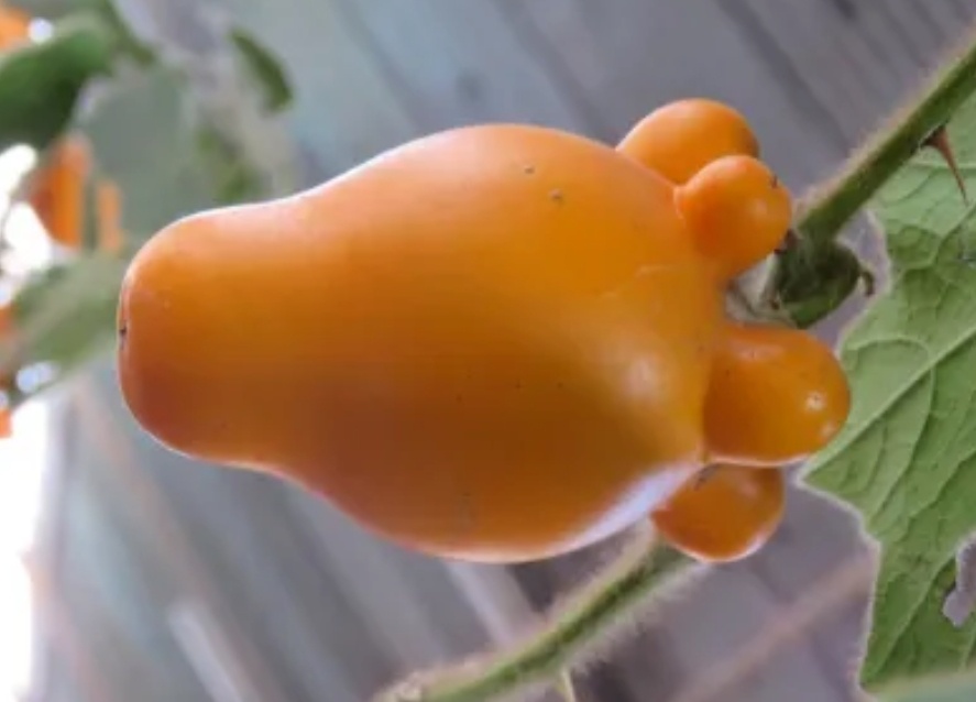 每天一条冷知识 “黄金果”又叫乳茄，还有别名“五指茄”“牛头茄”，是原产于南美洲