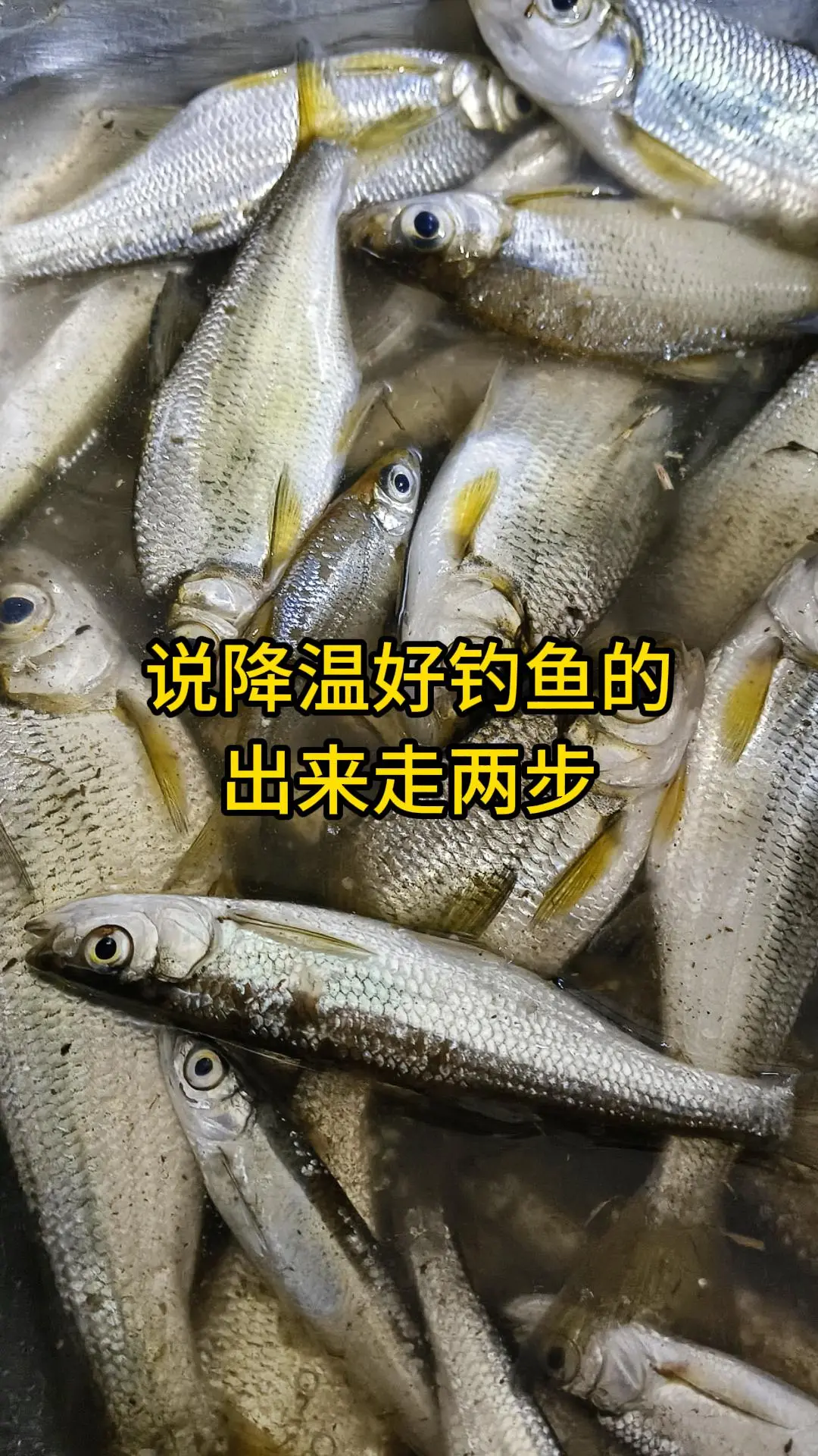 今天降温20度，就钓些小卡拉米!差点冷感冒了，难道是降温不够吗？😂