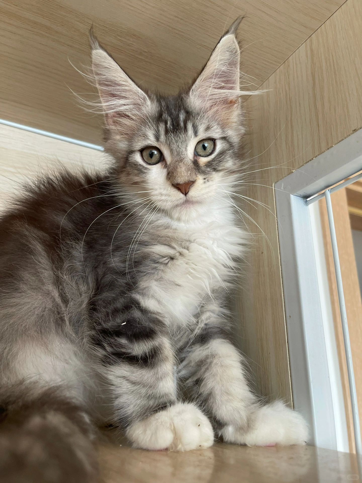 缅因｜它长得好标准啊