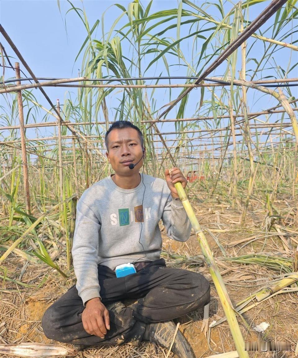四川眉山，一位农场老板可太会整活了，搞了个“自助偷甘蔗”的新鲜活动，地里的甘蔗随