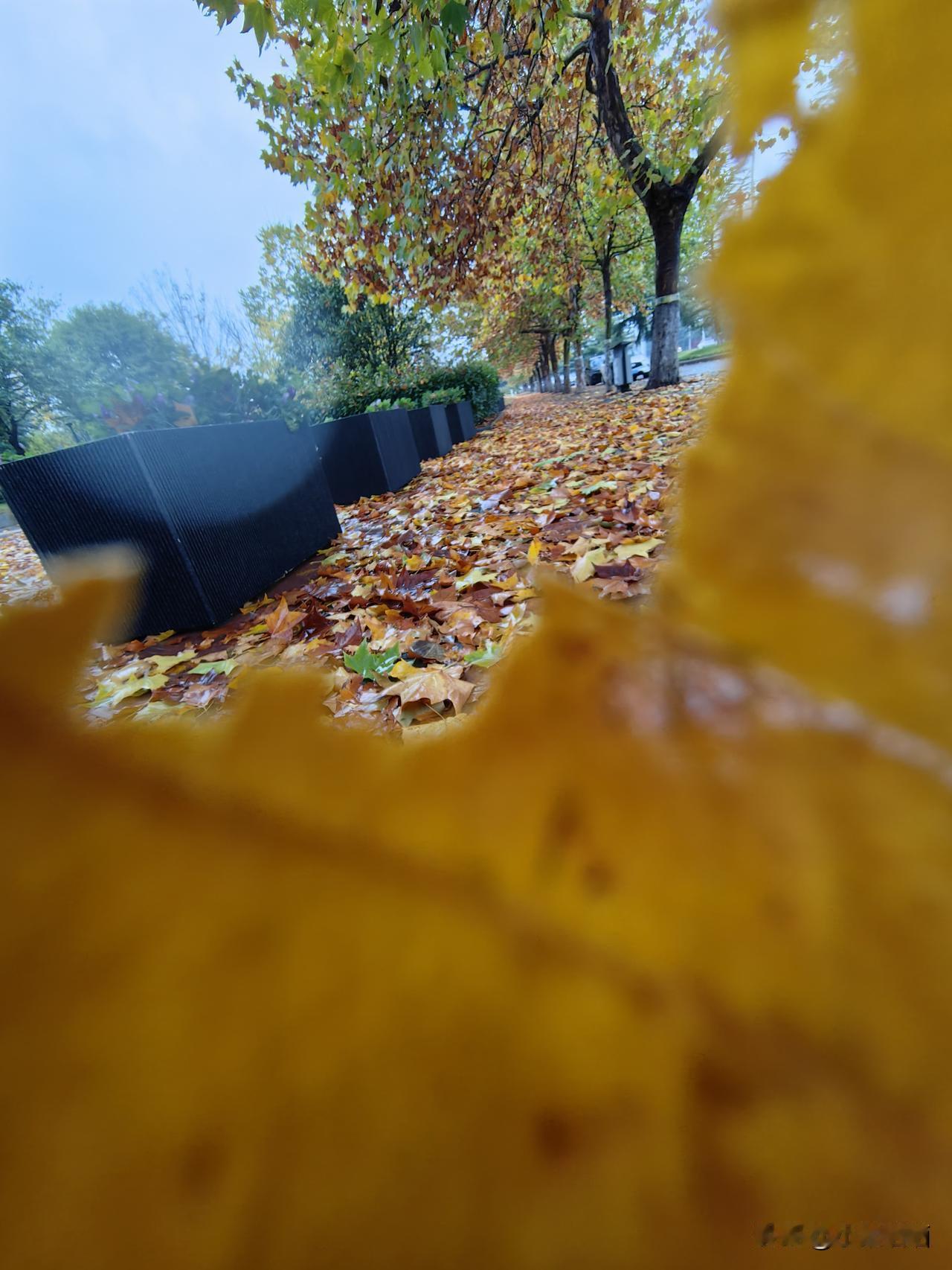 冬意渐浓，
落叶铺满小径，
静谧而美丽。🍂🍂🍂