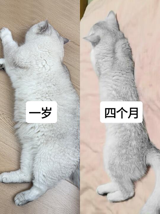 说实话 猫大圣猫粮没有网上说的那么神