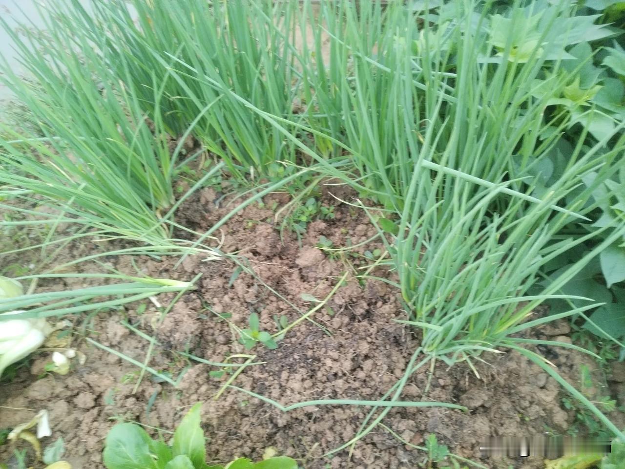 今天早上发现我家的葱有一排不见了，昨天下午还在。
美女多人撩，菜好有人偷。
这些