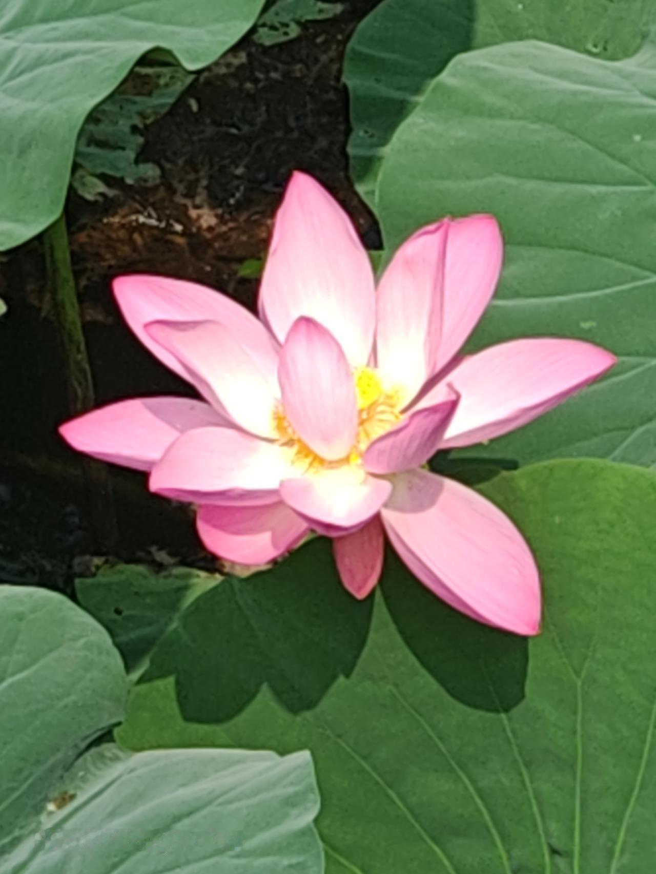 北京通州大运河森林公园里荷花盛开，简直美炸了！之前我去的时候，沿着绿道骑行，就被