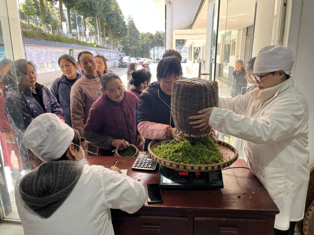 抢“鲜”开园！贵阳首批春茶开采