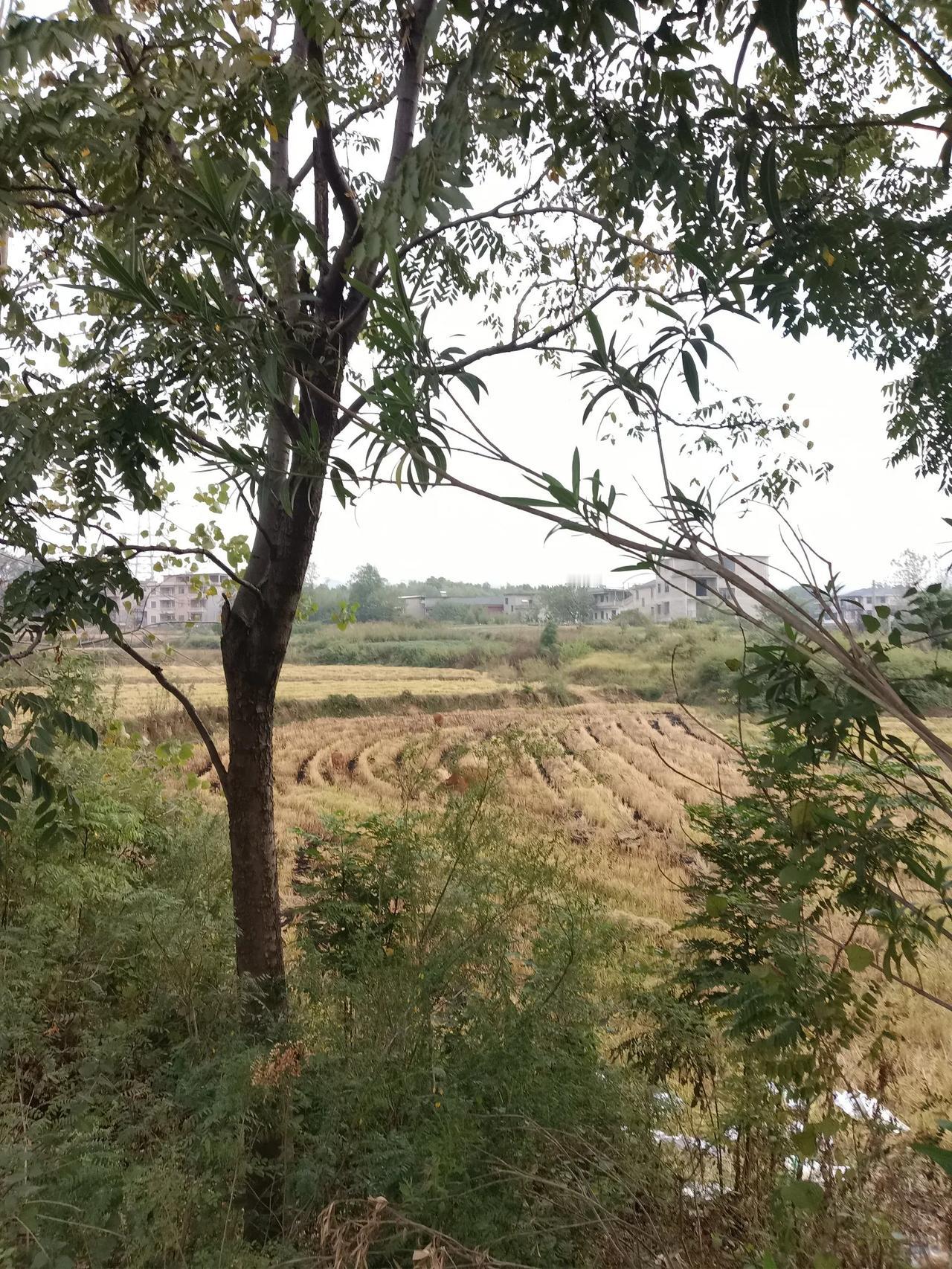 #秋日生活打卡季#坐标湖北阳新，今早出门去浮屠过早，看到5头黄牛正在刚割过稻谷的