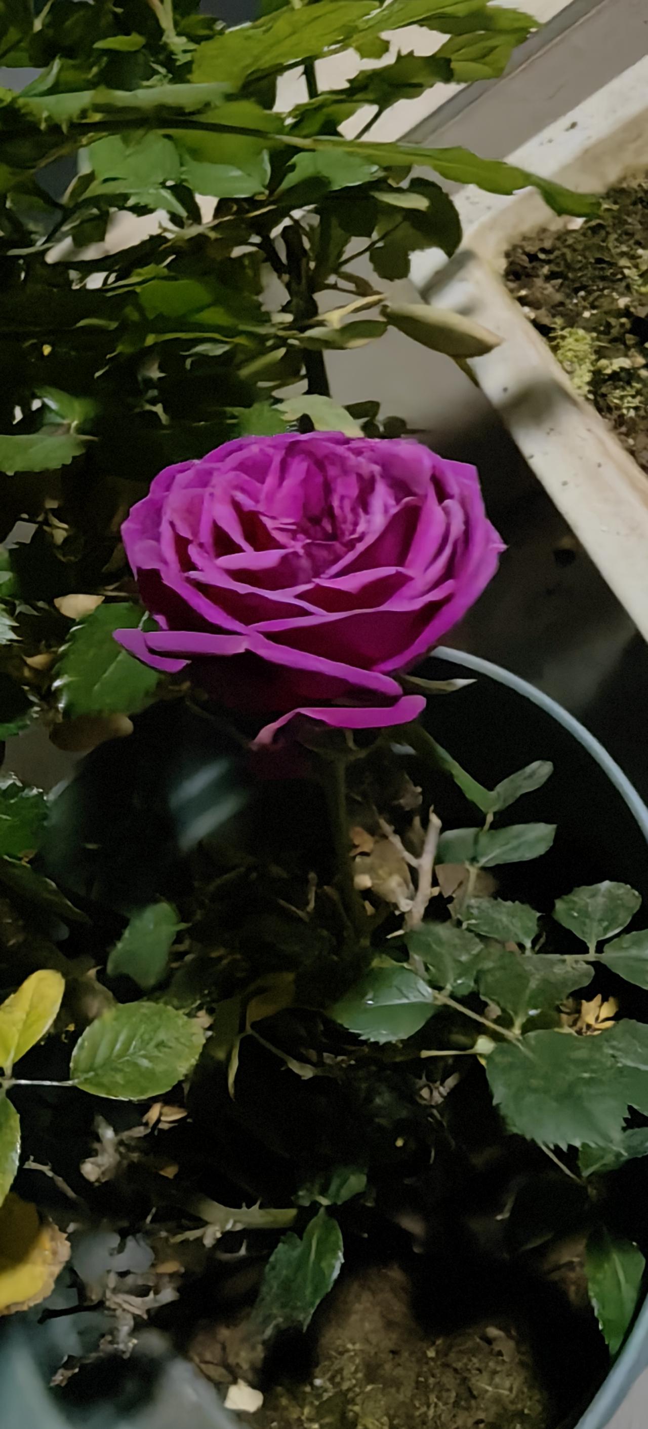 [送心]哇哈哈哈哈哈…我家阳台种的花，终于开始开了[思考]紫红色，谁能告诉我，这