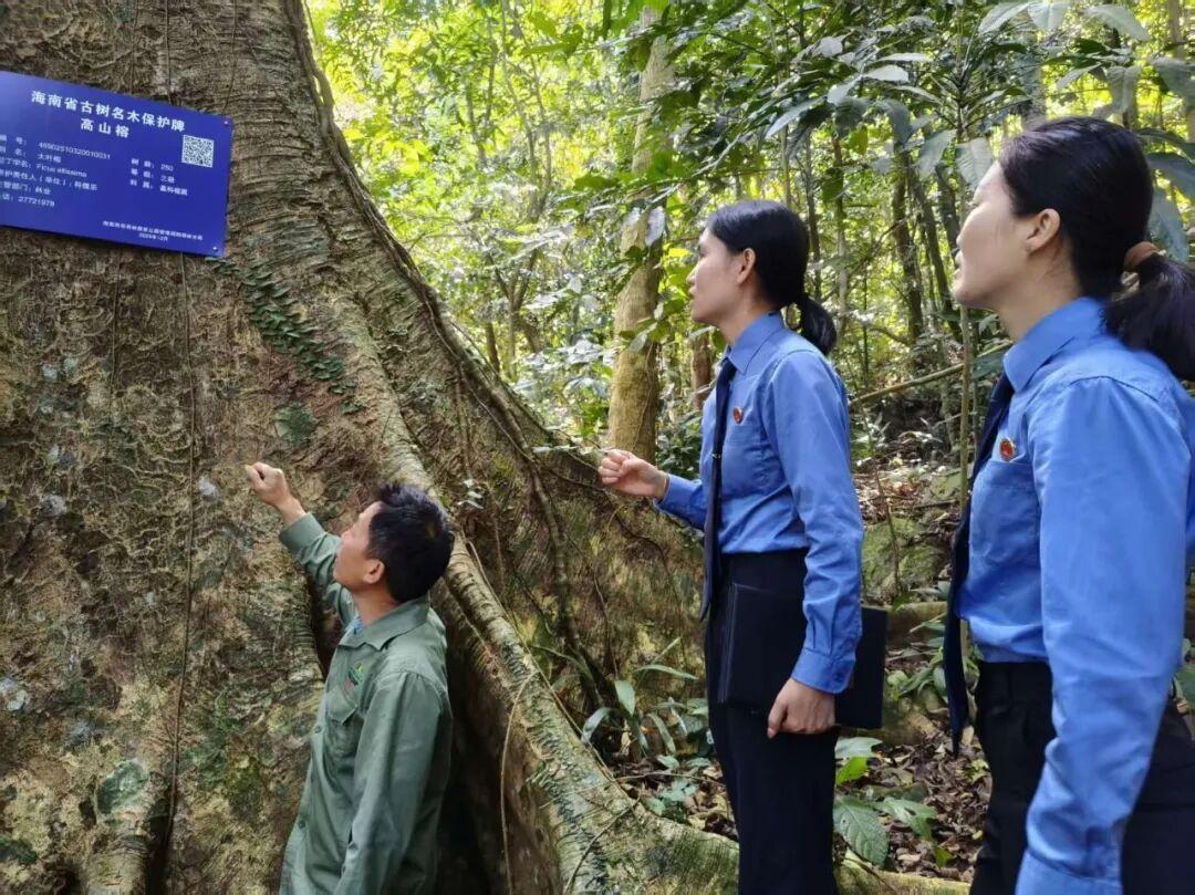 行走600公里做调研，海南白沙检察让古树拥有了“专属身份证”