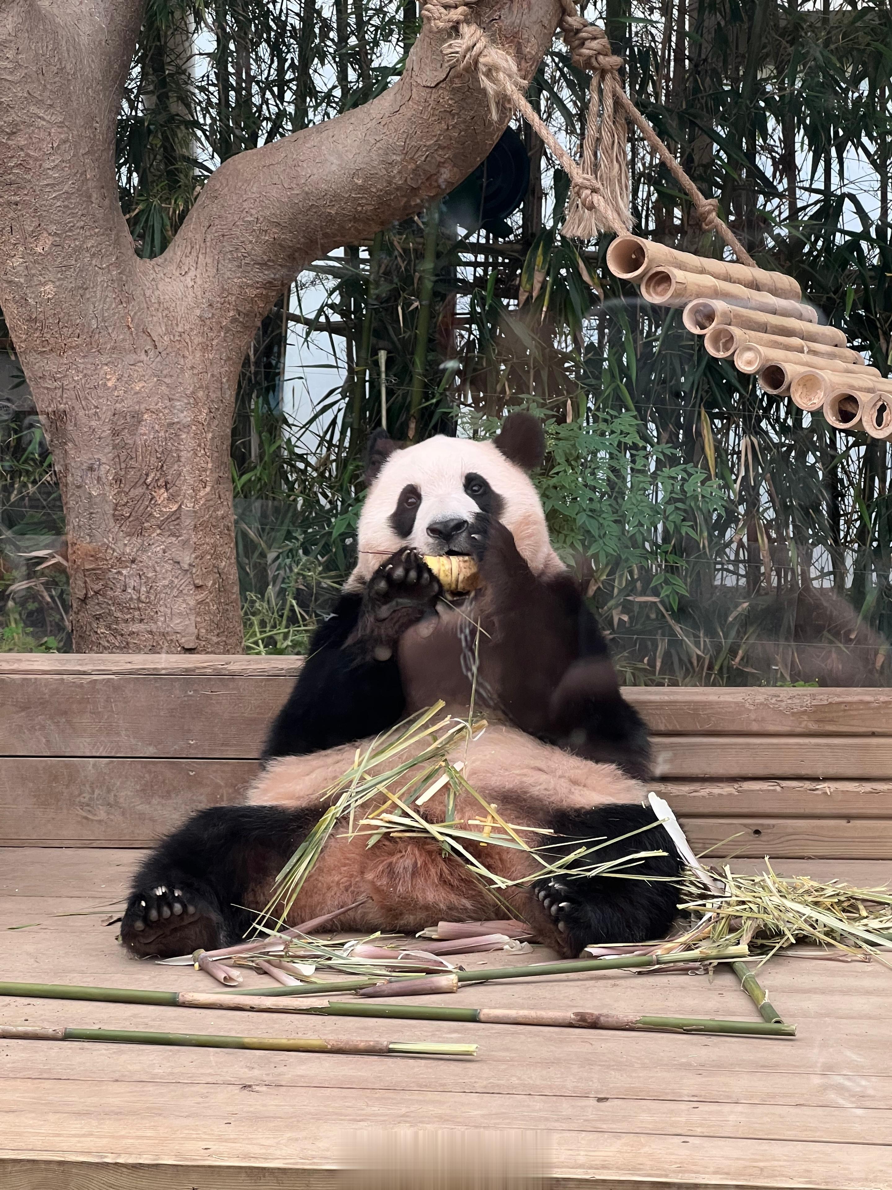 来看福宝啦🐼😻  ​​​