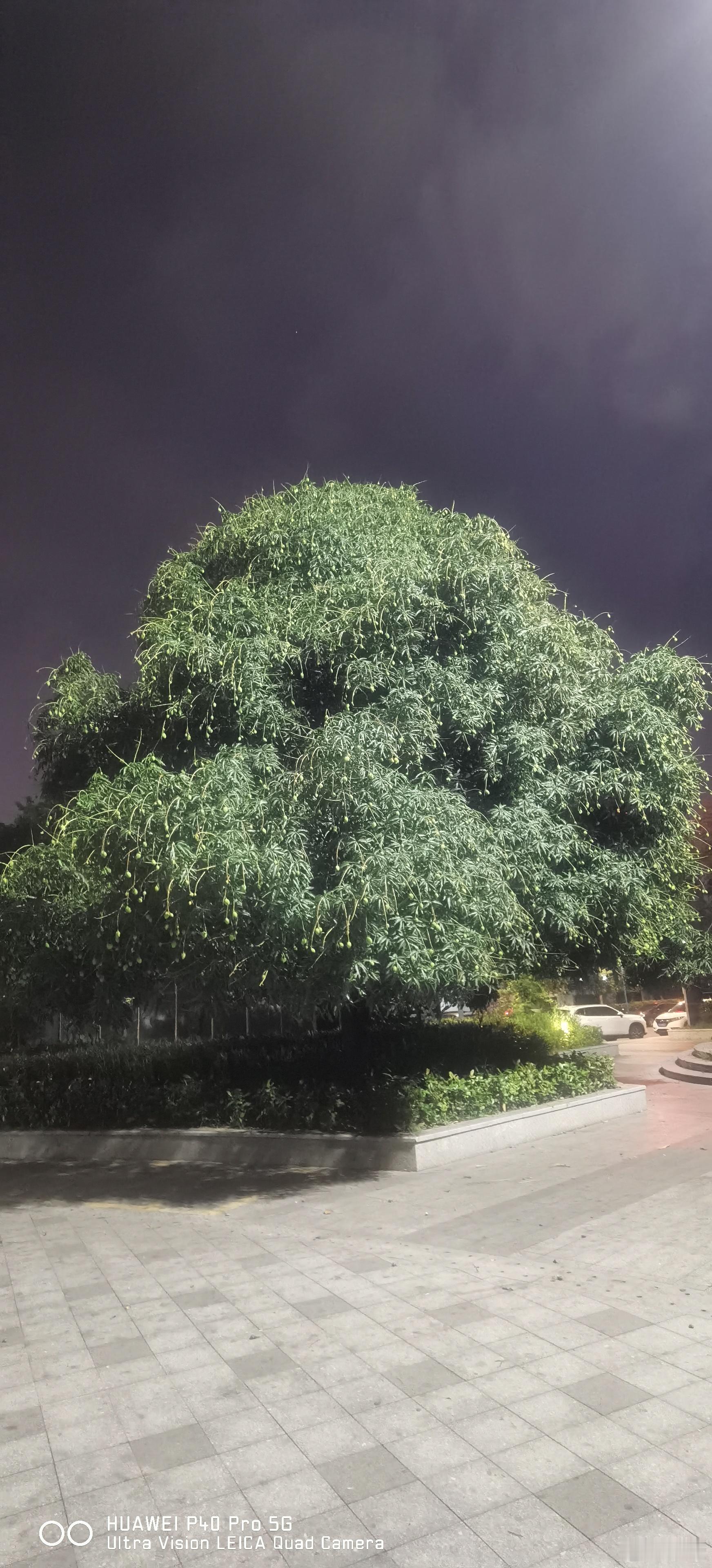 这是广东的芒果🥭 