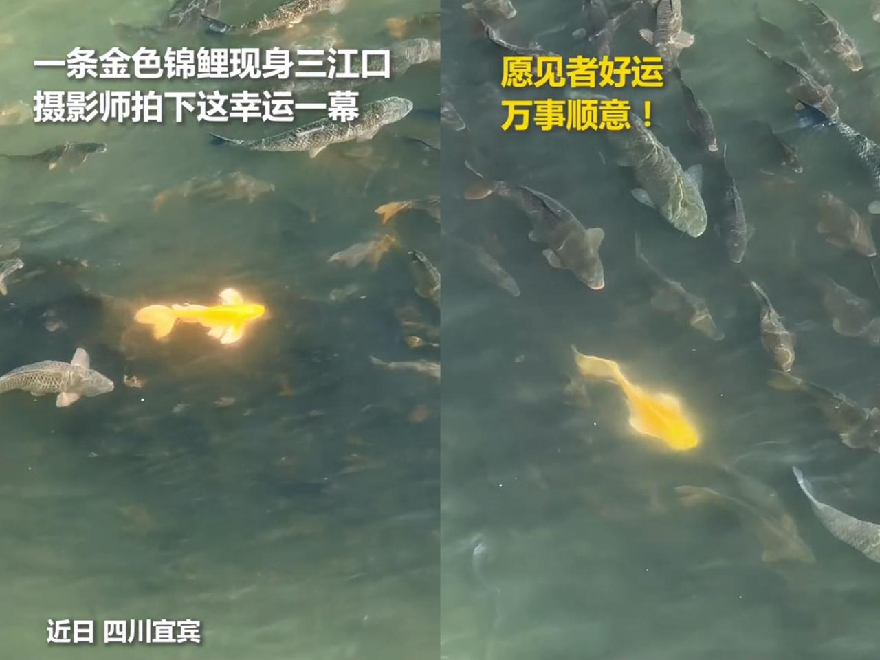 哇塞，上人民日报啦！
四川宜宾一男子拍三江口，
水里突现金光，起初以为是

太阳