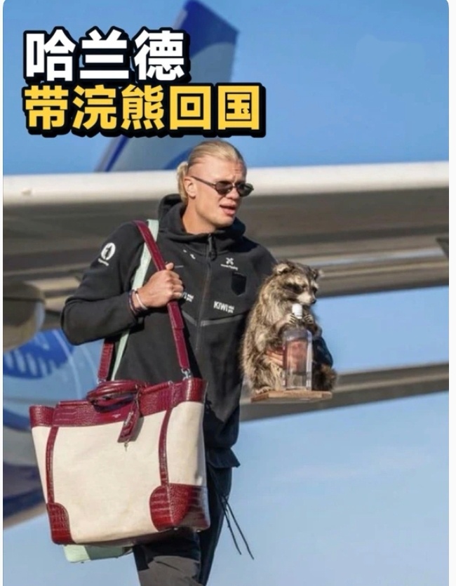 哈兰德同款浣熊已售罄哈兰德回国的时候抱着一款拿着酒瓶的浣熊摆件，这个玩偶一下子火