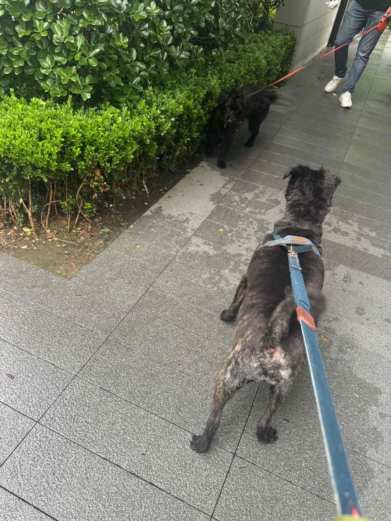 小朋友聚会，遇到同款小黑狗～