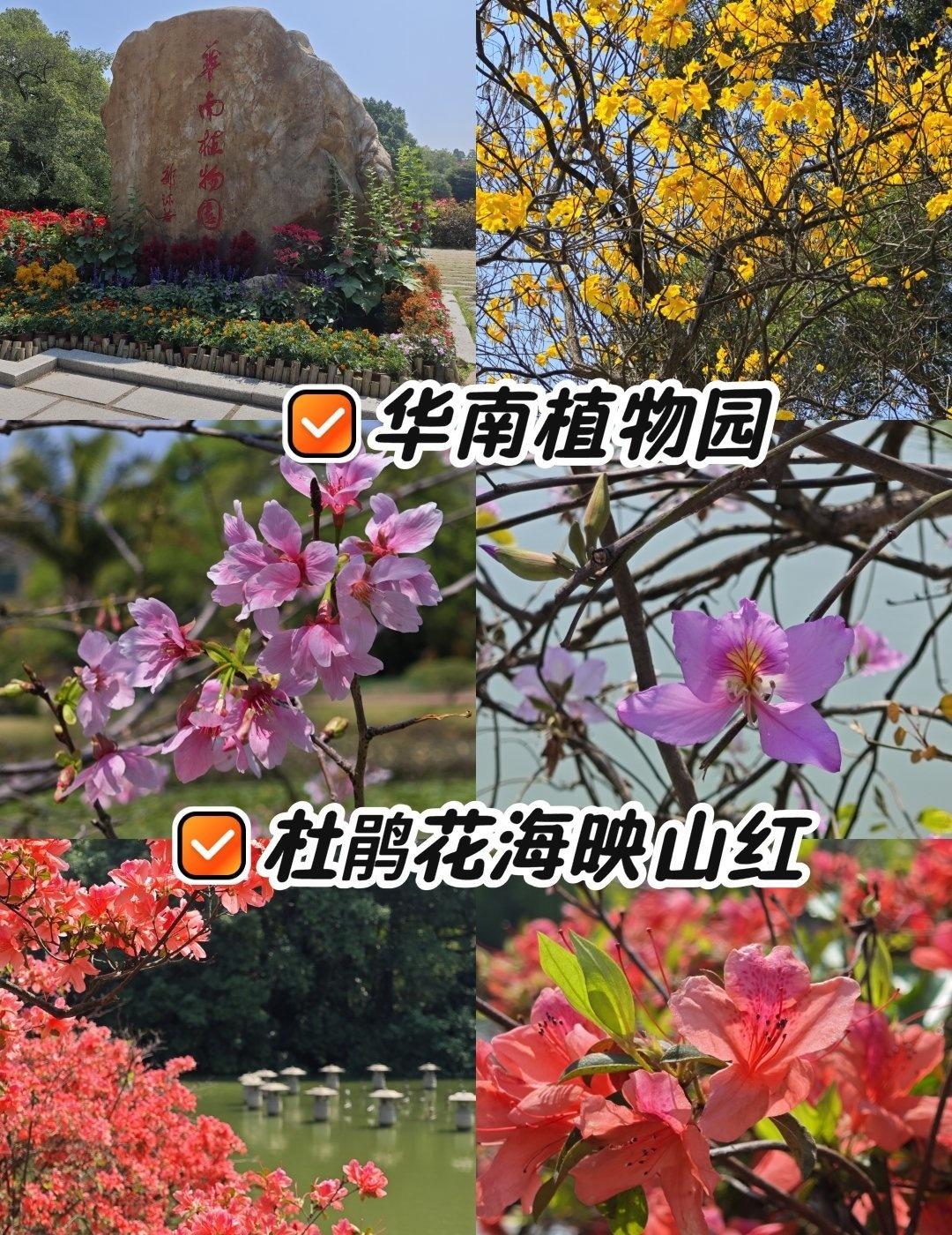 3月的华南植物园，杜鹃花尽情绽放
📍广州 中国科学院华南植物园
转眼间又到了3