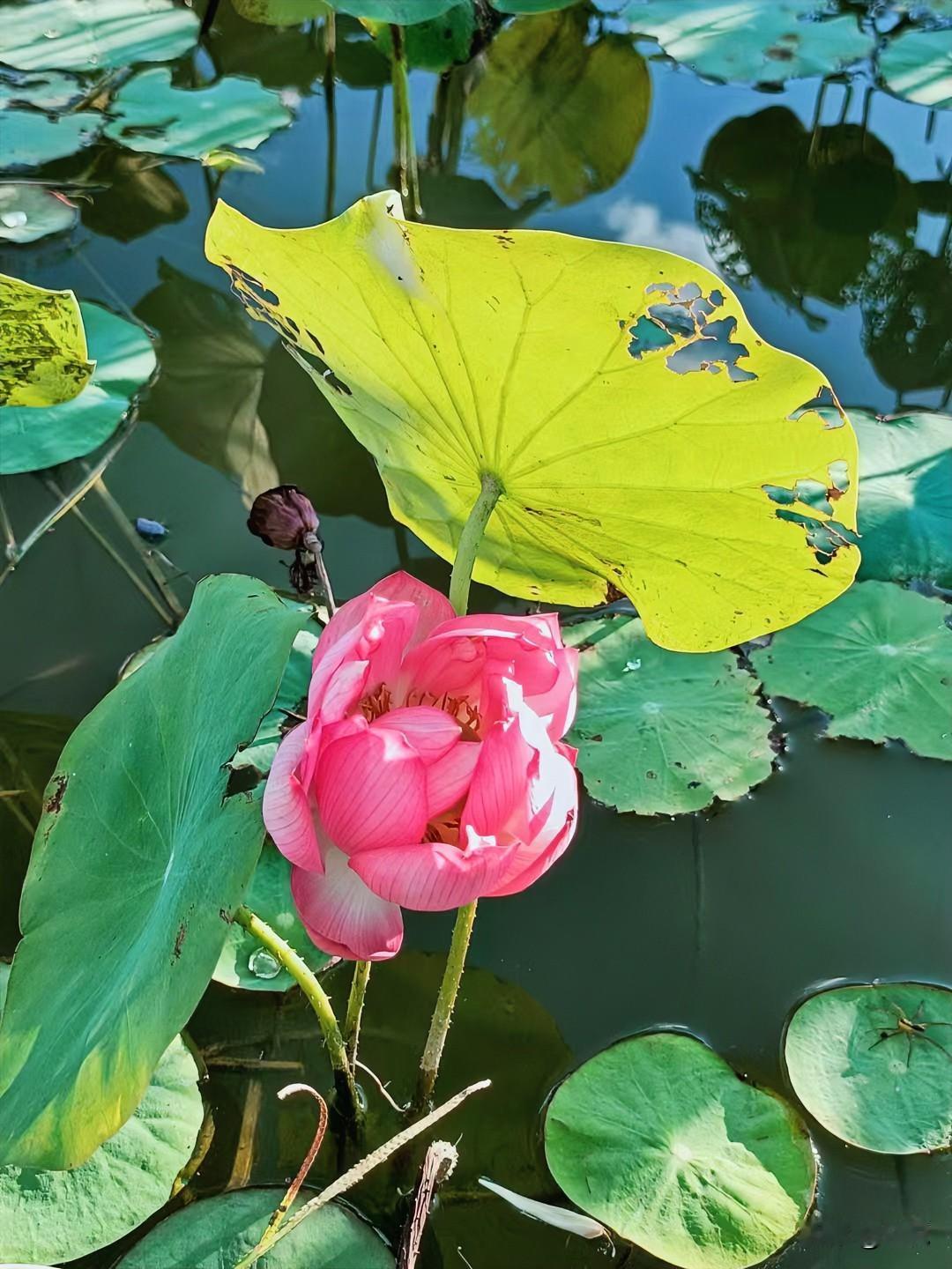 蹲在池塘边瞅见这朵荷花，粉得透亮，花瓣裹得紧紧的，像攒着一肚子娇劲儿。

旁边那