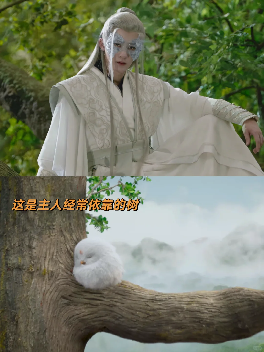 最后 毛球无处可去 无力自保 无人相依…😭