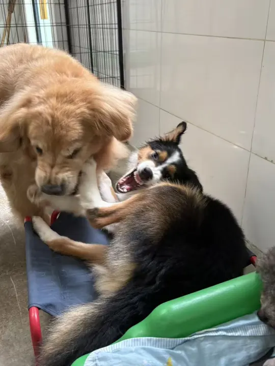 现在的烈性犬！！！