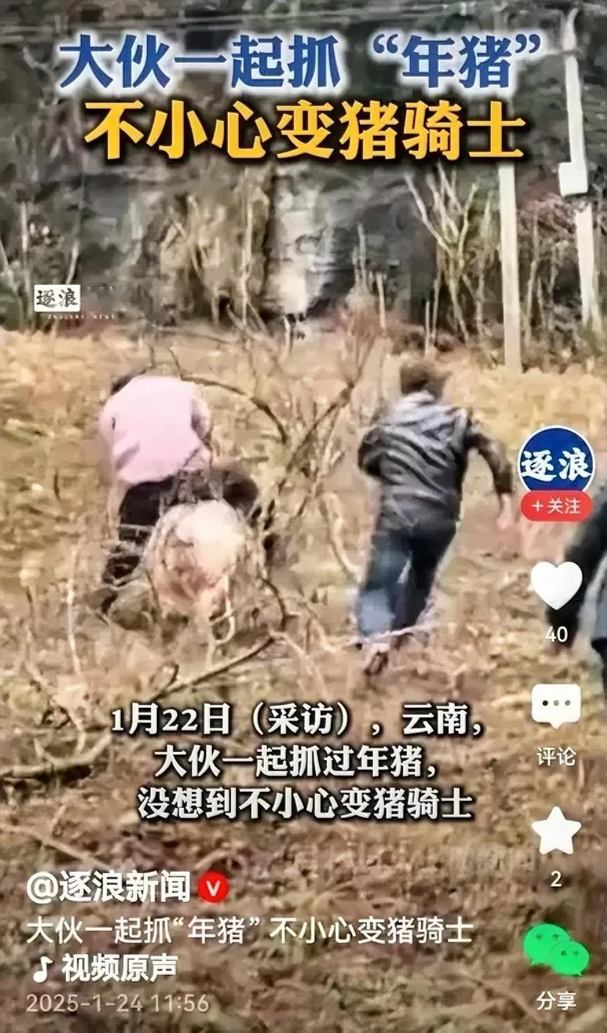 哈哈！抓“年猪”抓到骑着猪满山跑。

视频里几个人在抓一头大肥猪，大肥猪似乎意识