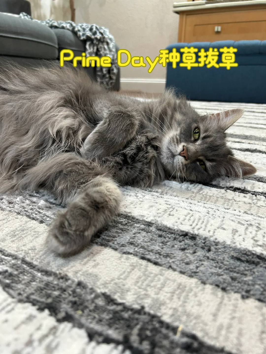 Prime Day给毛孩子买了啥？