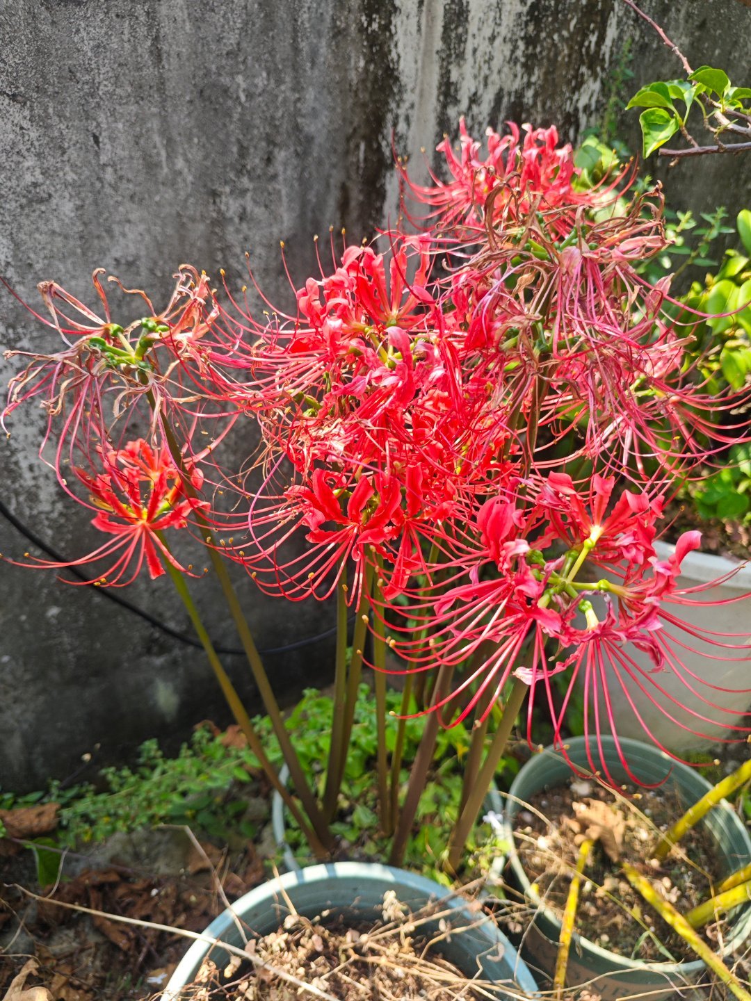 红花石蒜 ​​​