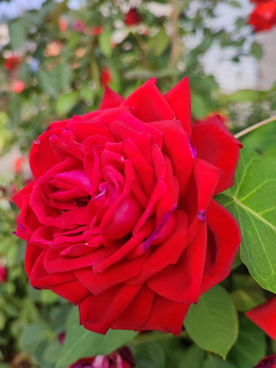 喜报、报喜
感觉半个世纪才小火了一把，
昨天的头条展现量81万、浏览量
17万、