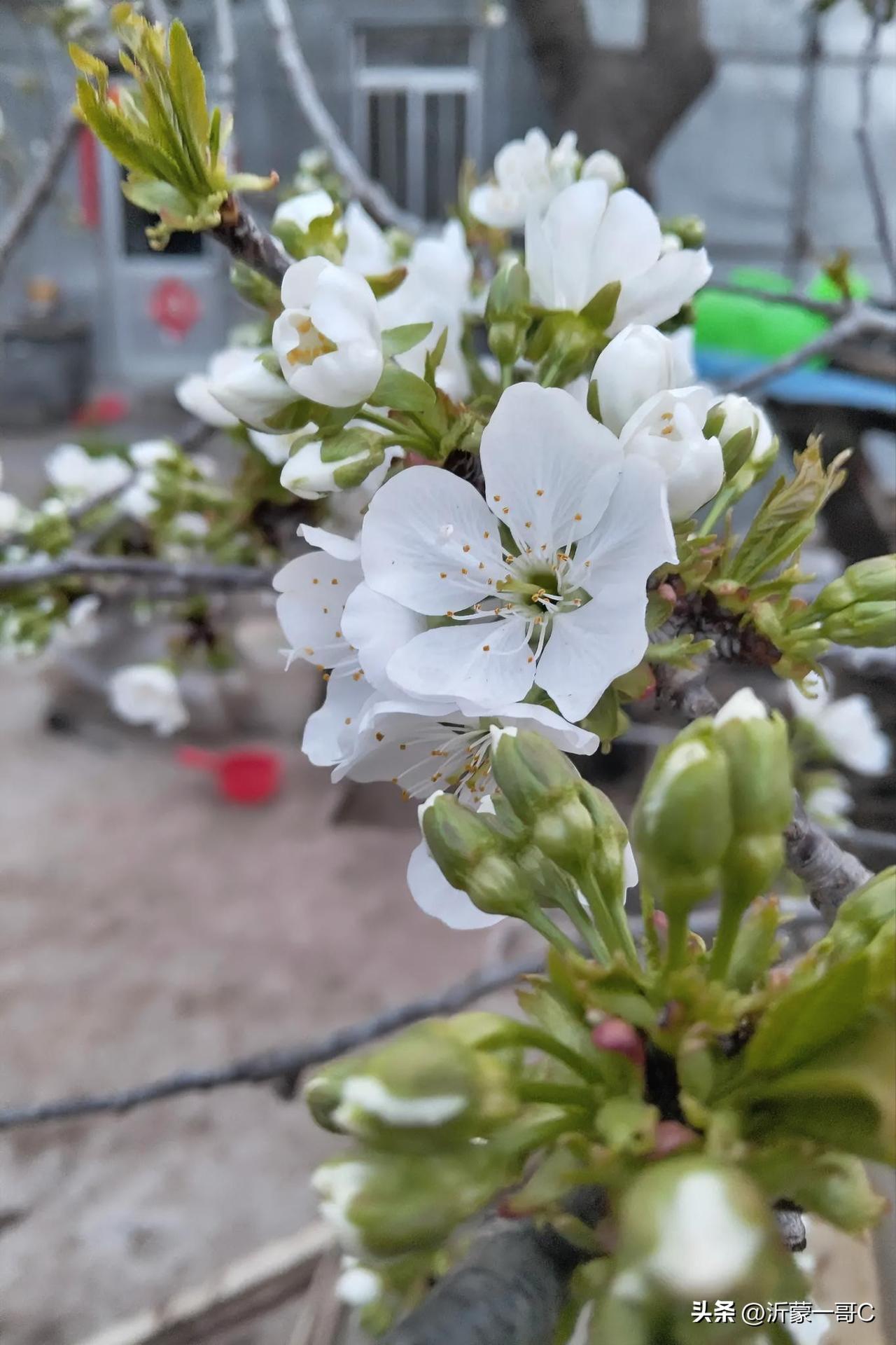 今天来到了朋友家，看到朋友家的樱桃花开了，樱花雪白，争奇斗艳，非常漂亮，这真是拂