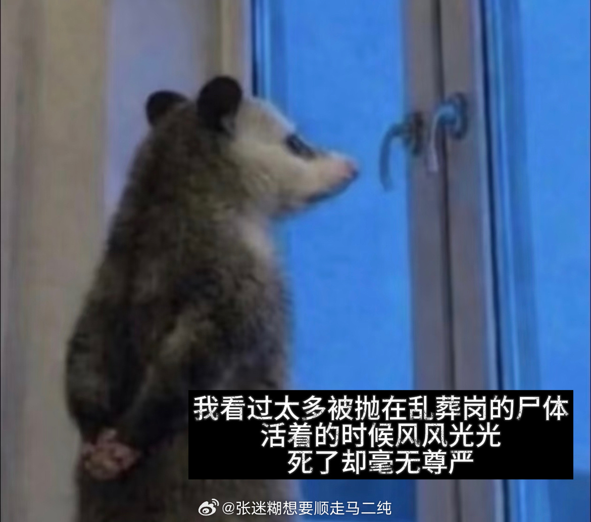 郑合惠子  最近这个负鼠表情包🐭🔥，像不像灰衣裳的采薇啊哈郑合惠子杨采薇郑合