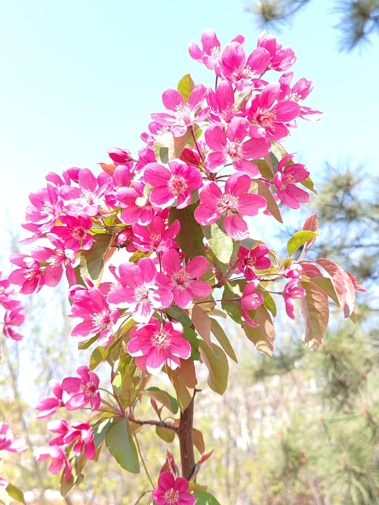 现在找个老婆本就不容易，能碰到合适的就别太挑啦，碰上哪个算哪个吧！要知道，缘分这