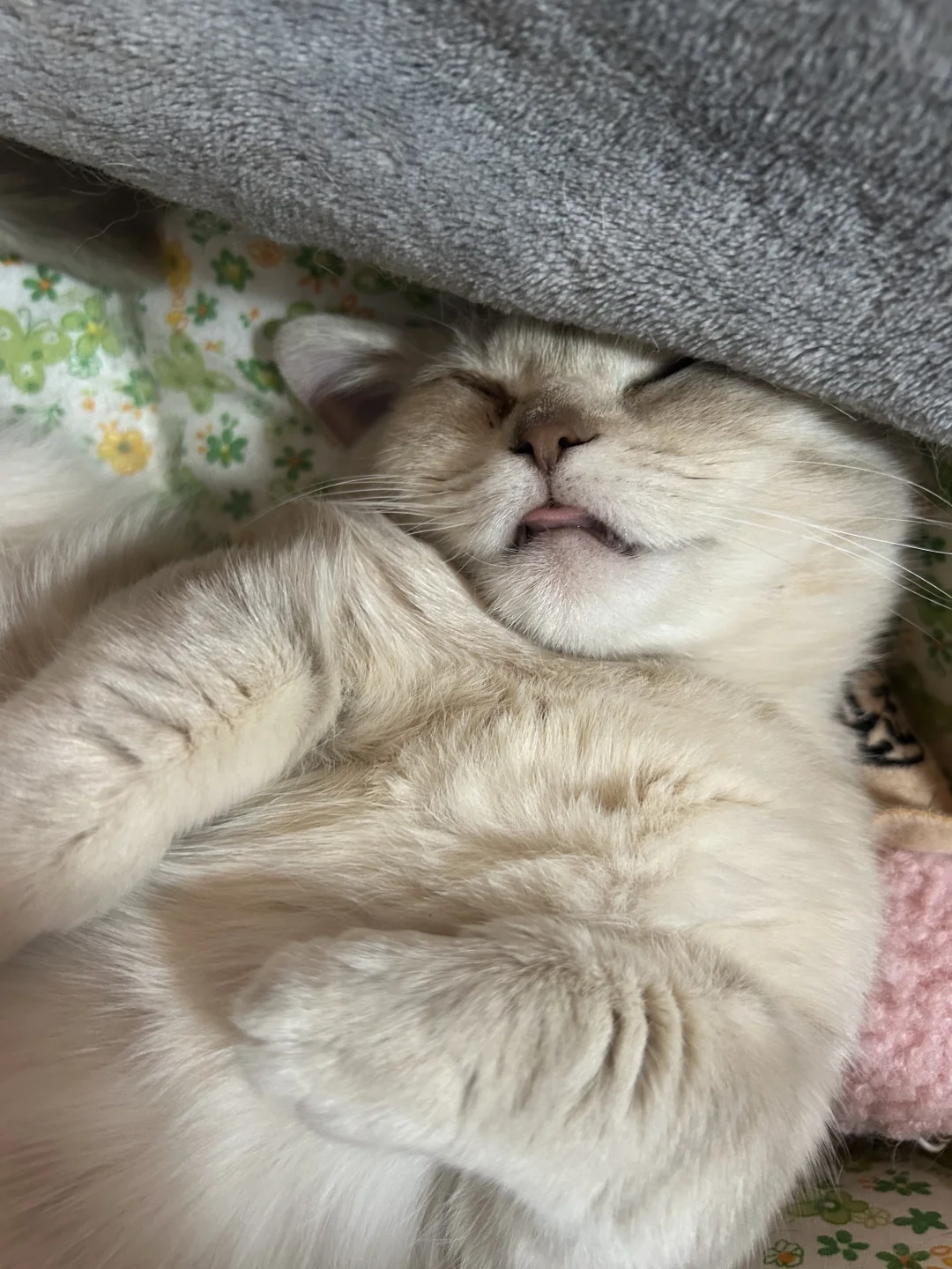 谁家小猫咪这么睡啊？