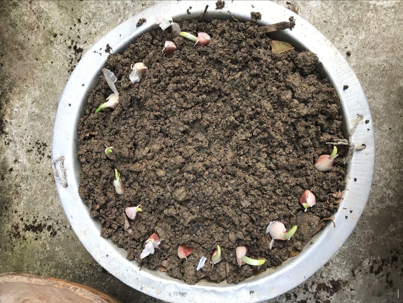🧄 大蒜完整种植科普✅ 大蒜属于无性繁殖，用蒜瓣直接播种，不用种子！⏰ 最佳种