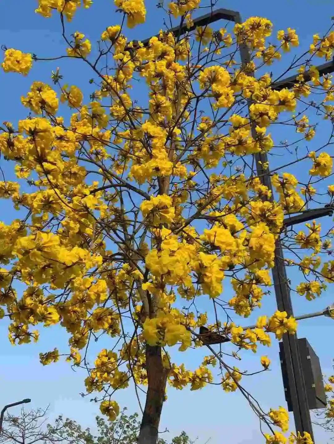 繁花似锦映晴空，春意盎然满枝头。花期太短暂了。留个纪念！花枝招展景色美 暖暖的鲜