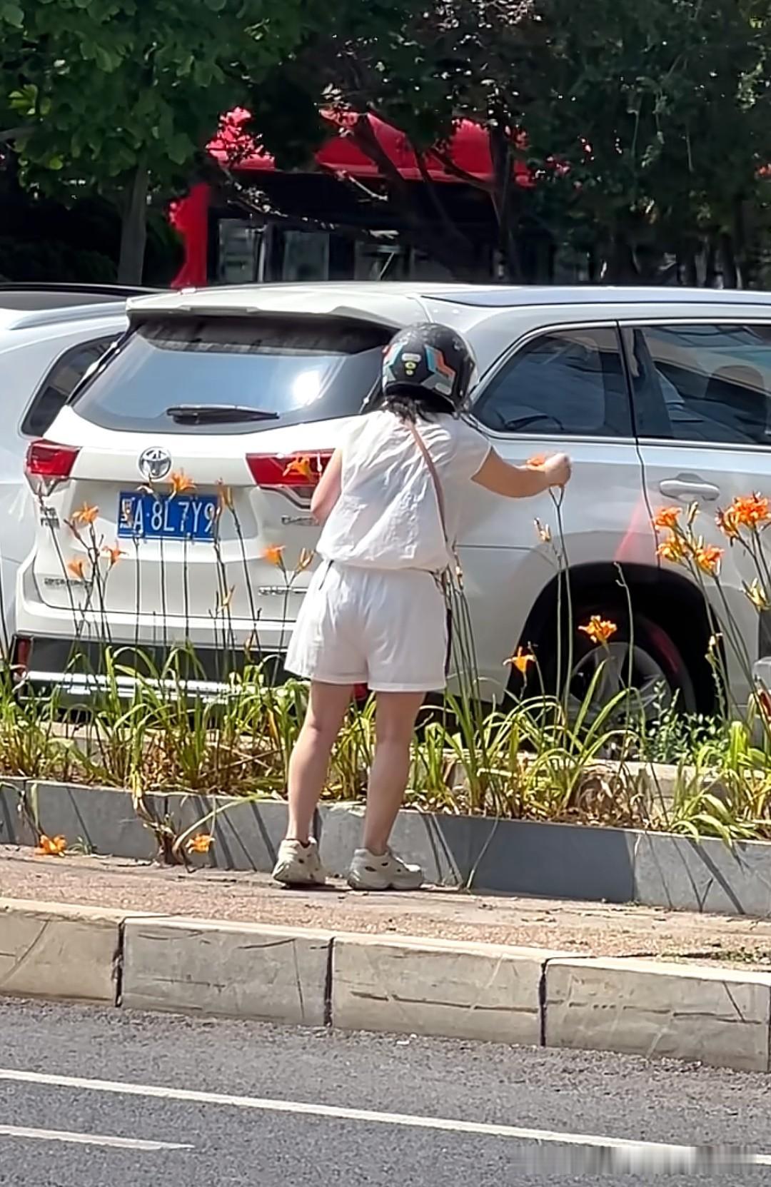 城里人真的分不清黄花菜和萱草花吗？辽宁街头出现不文明一幕，一名女子在路边绿化带内