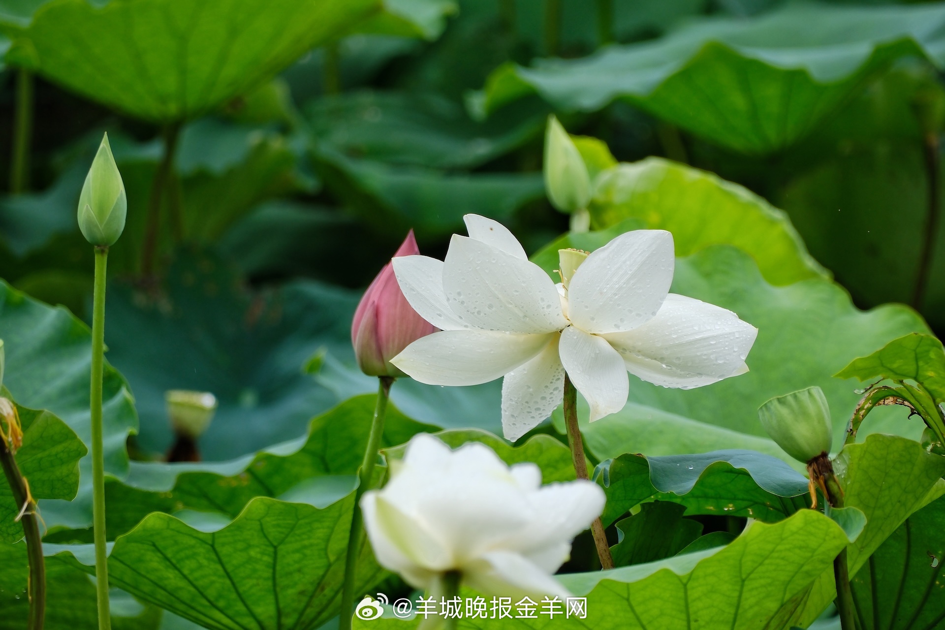#早安#人生不过见招拆招，只要你内心笃定，前方自会繁花盛开。 